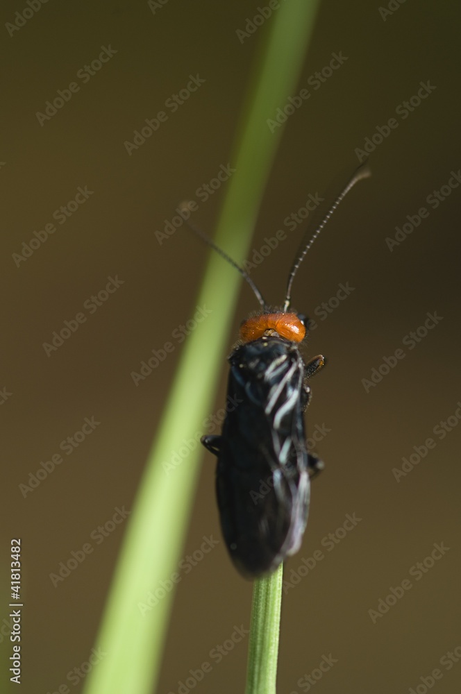 Acantholyda erythrocephala