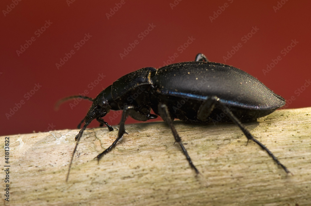Carabus Carabus