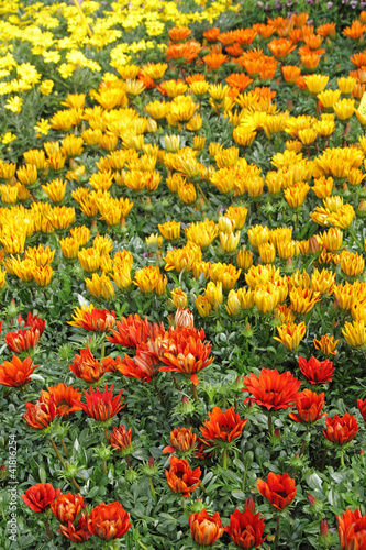 flowerbed with multicolor gazania flowers © Malgorzata Kistryn