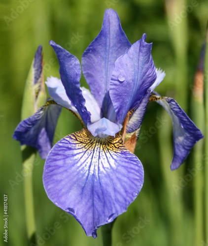 Fototapeta Naklejka Na Ścianę i Meble -  Japanese blue iris