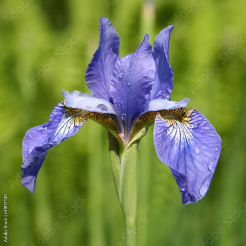 Fototapeta Naklejka Na Ścianę i Meble -  Japanese blue iris