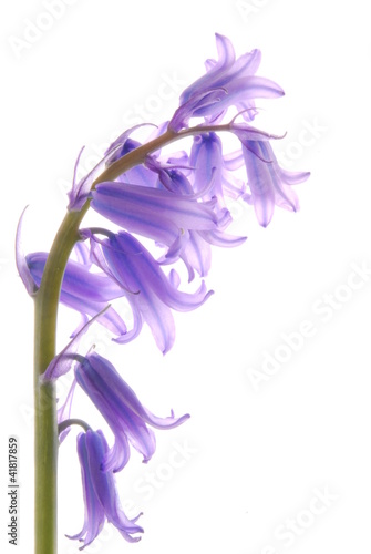 Violet Hyacinth flowers