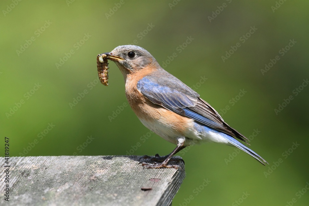 Female Eastern Bluebird With Insect Female Eastern Bluebird With Insect