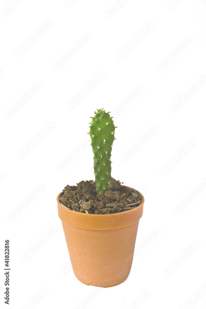Fototapeta premium trees in pots