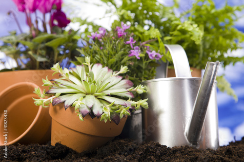 Flowers and garden tools, pots and can photo