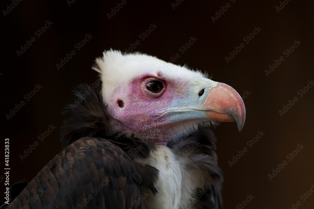 Vautour a tête blanche de profil Vautour a tête blanche de profil