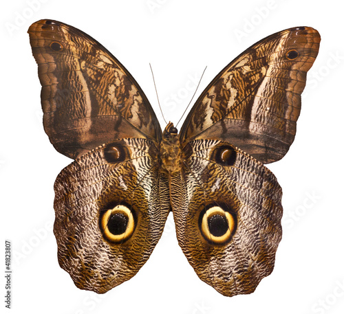 owl butterfly isolated on white background