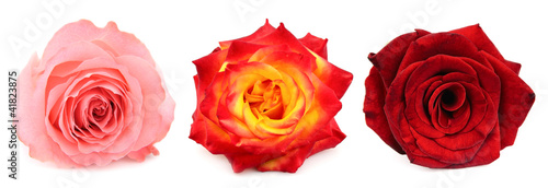 Collage of beautiful rose © margo555