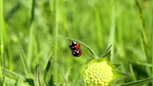 Marienkäferliebe photo