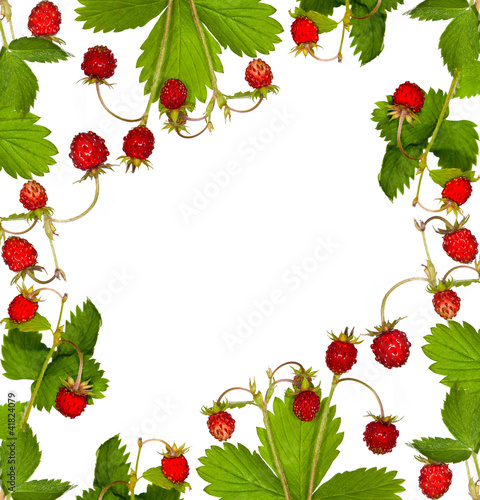 wild strawberry with leaves frame