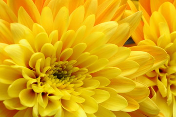 Fototapete Macro Gelbe Astern Margerite ganz nah  © fullempty