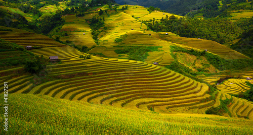 Rice fields in Vietnam #41827291
