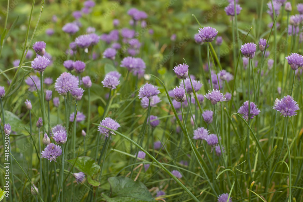 chives horizont chives horizont