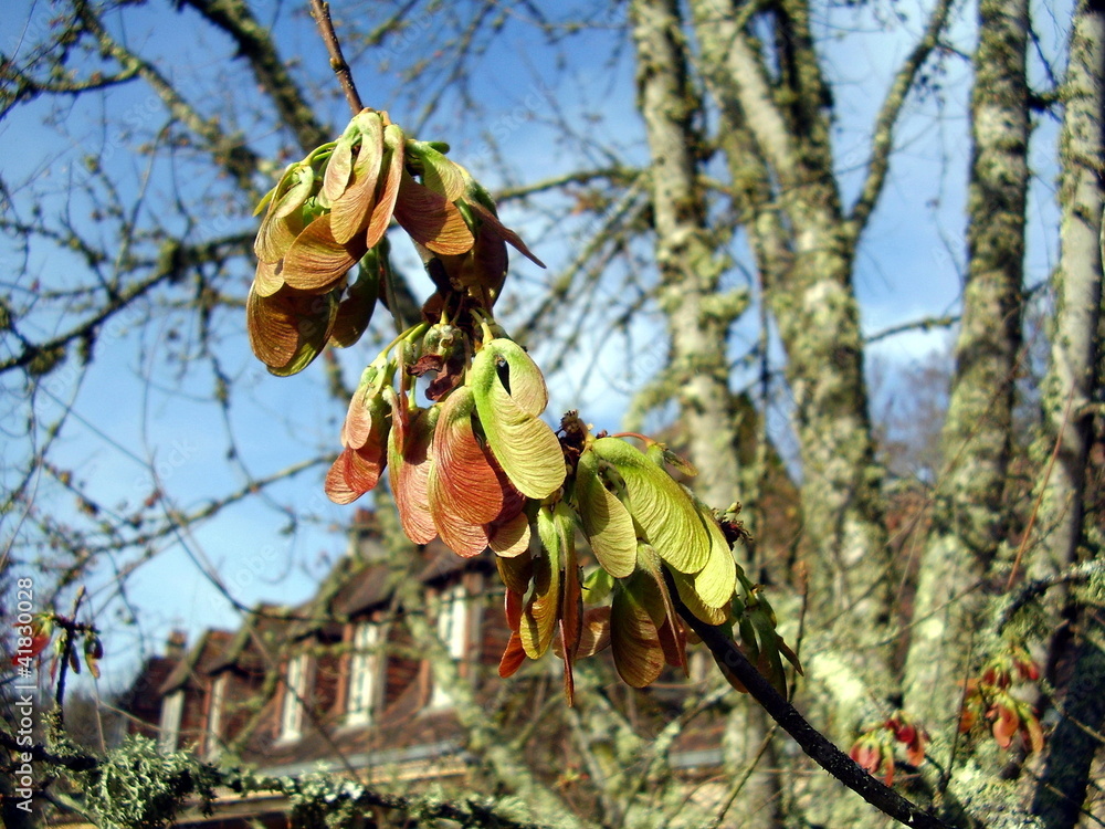 Fototapeta premium Maple Tree (Acer) keys