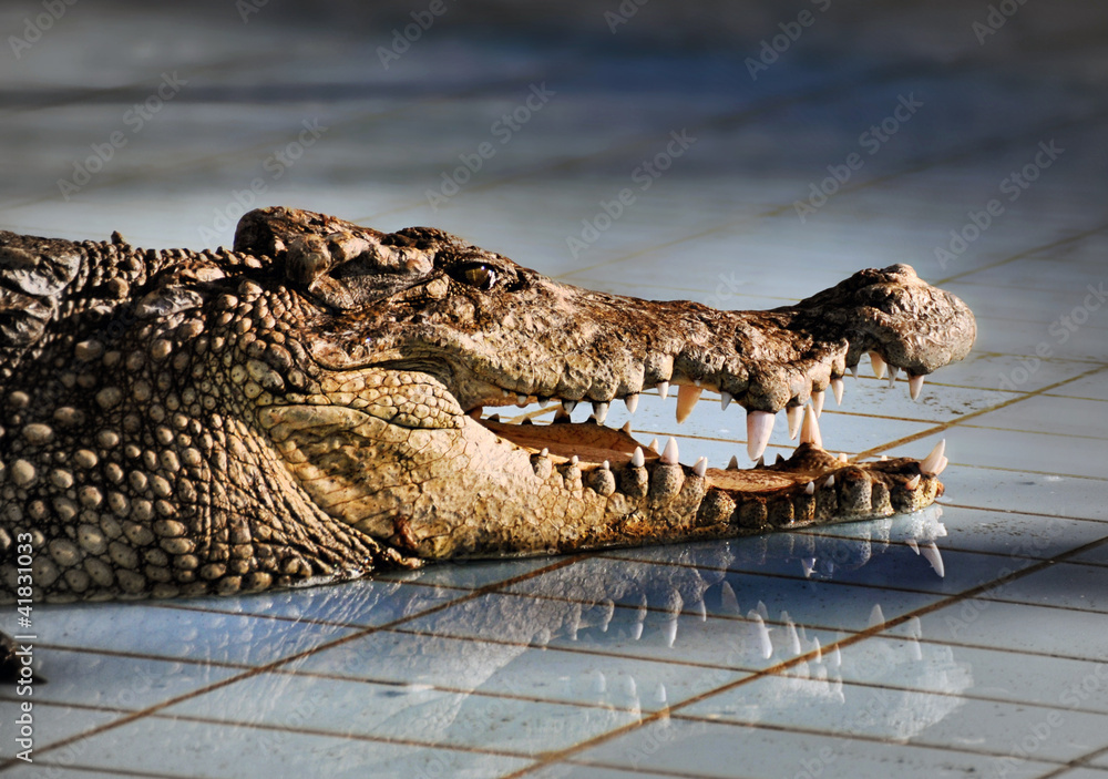 Naklejka premium Крокодил