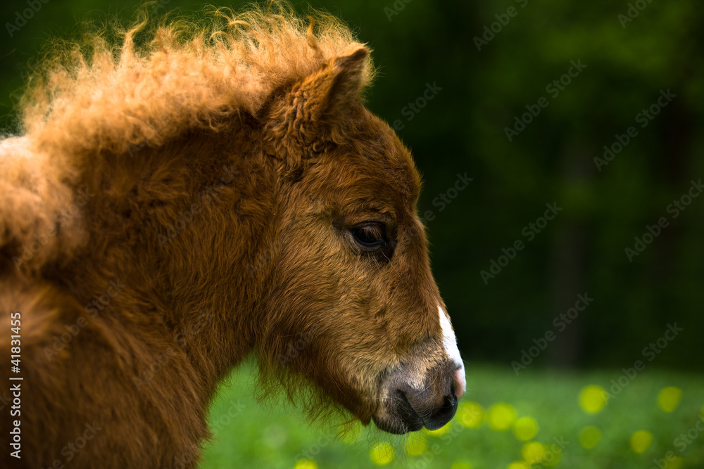 Ponyfohlen-Portrait