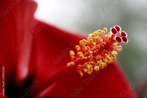 Hibiskus photo