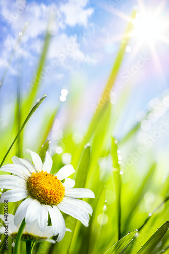 natural summer background with daisies flowers in grass #41832668