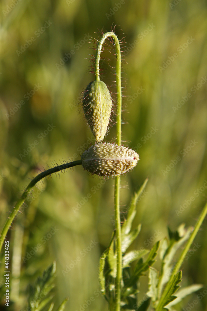 Klatschmohn-Knospen Klatschmohn-Knospen