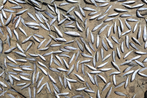 Essicazione del pescato del fiume Mekong in Laos