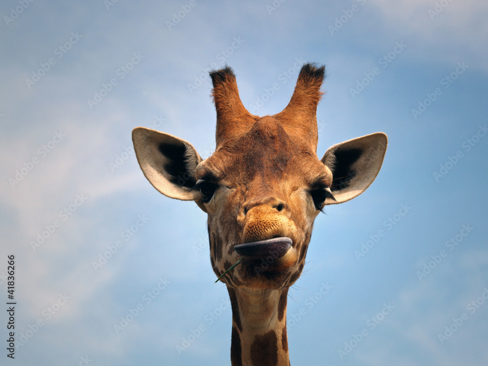 Naklejka premium Giraffe with a funny expression