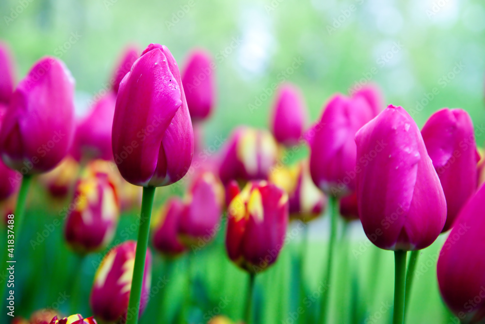 Romantic pink flowers in spring