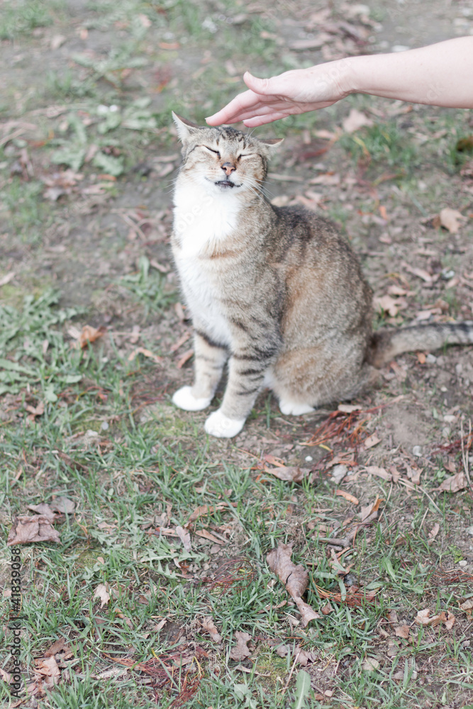 Fototapeta premium petting the cat