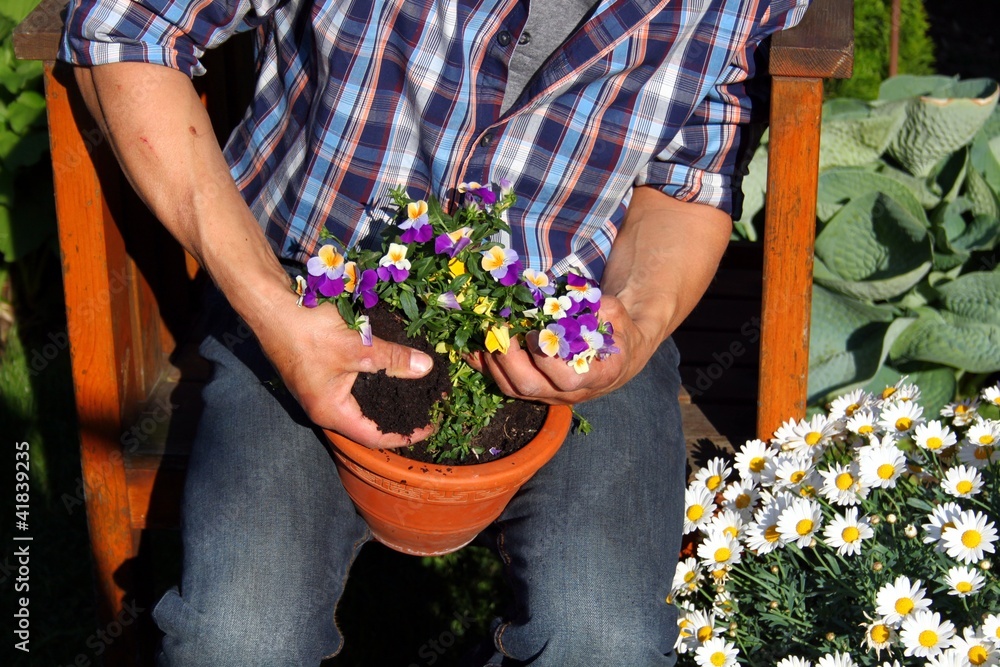 Gärtner pflanzt Blumen in Tontopf Stock Photo Adobe Stock