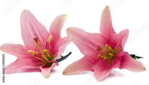 lily isolated