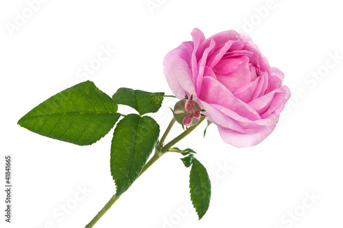 teaspoon pink rose
