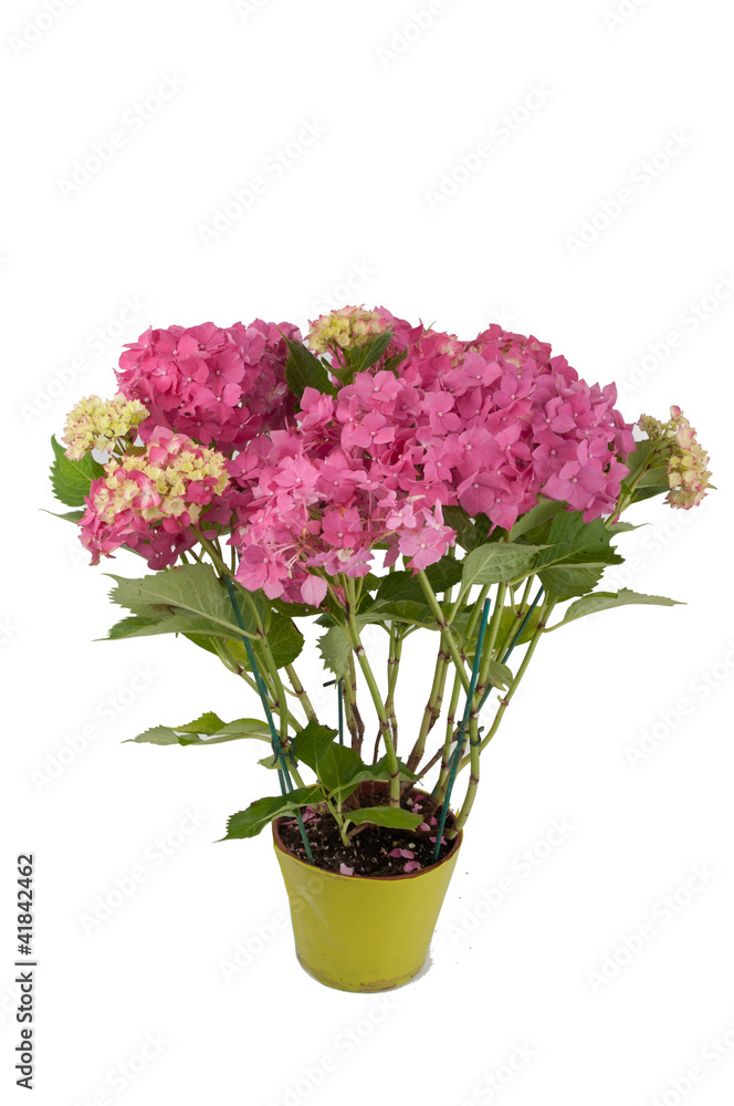 hydrangea flowers with a pink pot (top view 2))