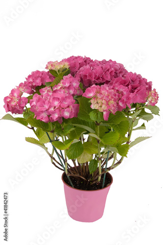 hydrangea flowers with a pink pot (top view 2)