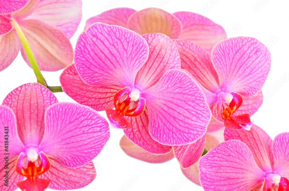 Pink orchid flower, isolated on white background Pink orchid flower, isolated on white background
