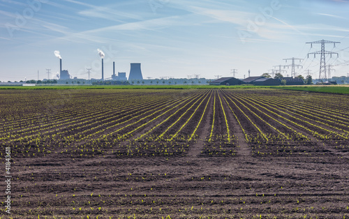 Cultivation of silage maize in front of a power plant