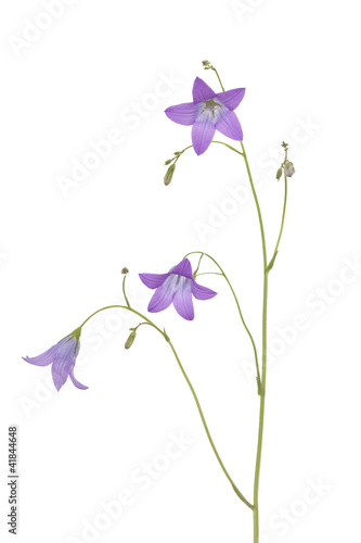 Photography harebell