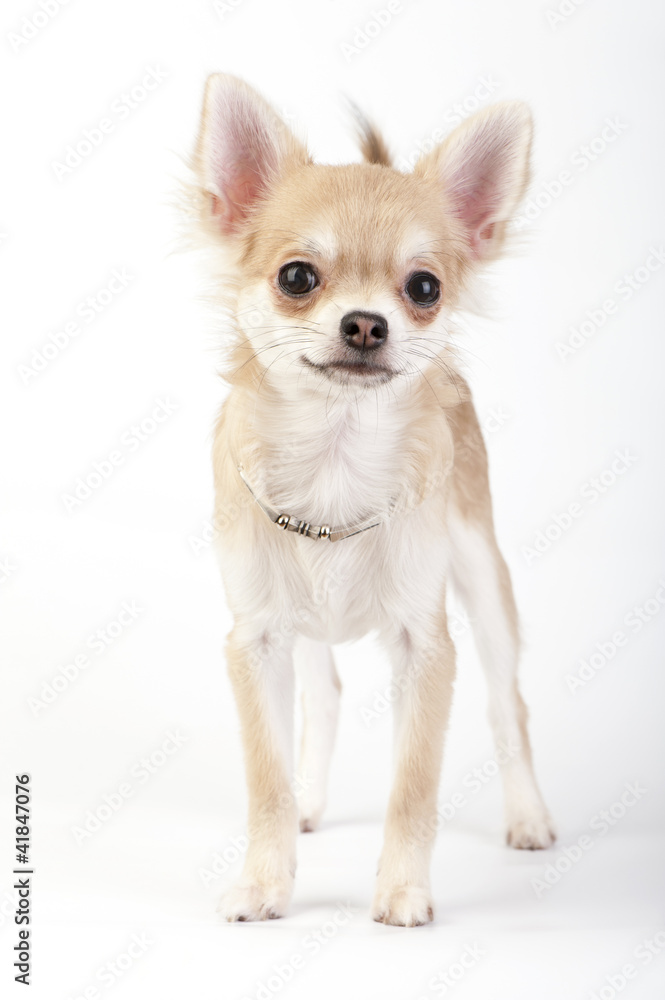 105 Chihuahua Dog Handbag Stock Photos, High-Res Pictures, and Images -  Getty Images
