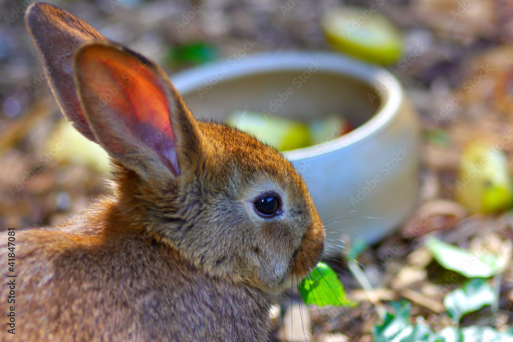 Naklejka premium Hasen fressen Blätter