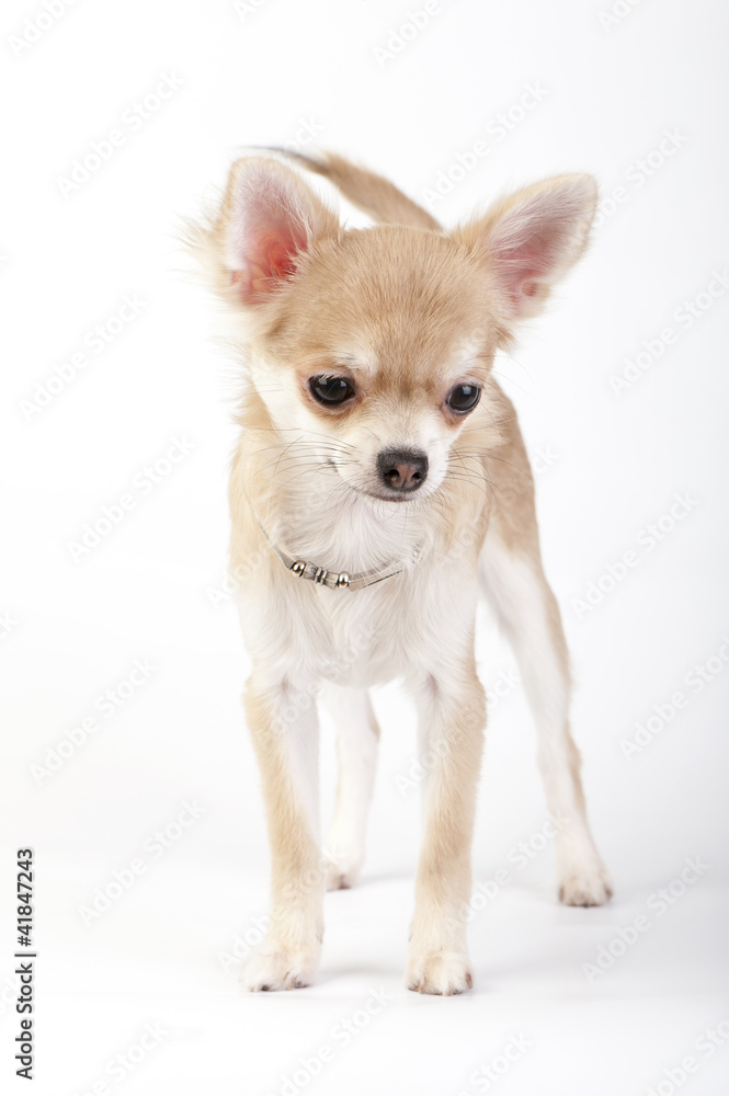 young chihuahua dog with silver collar