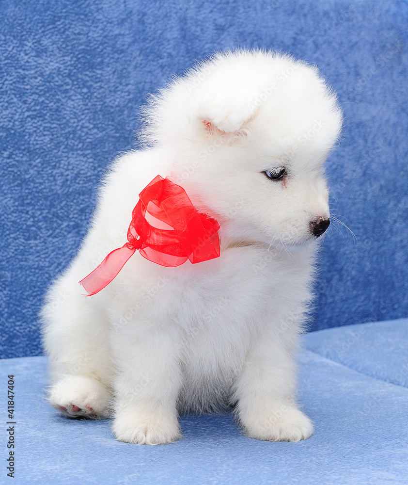 Bjelkier puppies for sales sale