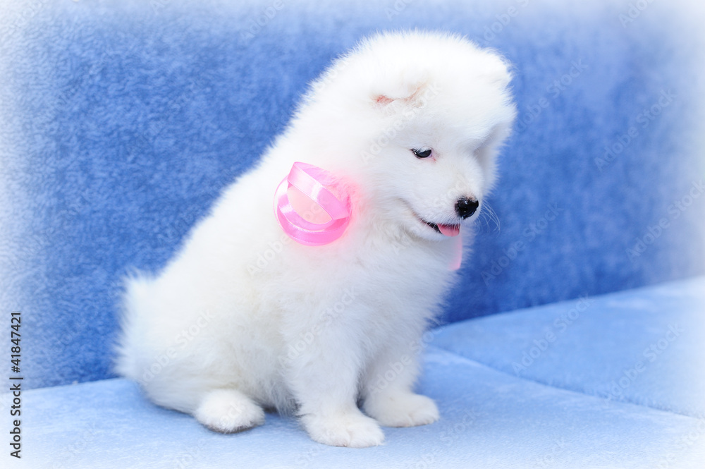 Cute Samoyed (or Bjelkier) puppy with a pink ribbon