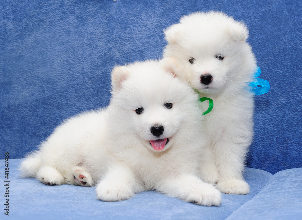 Funny puppies of Samoyed dog (or Bjelkier), one with tongue out