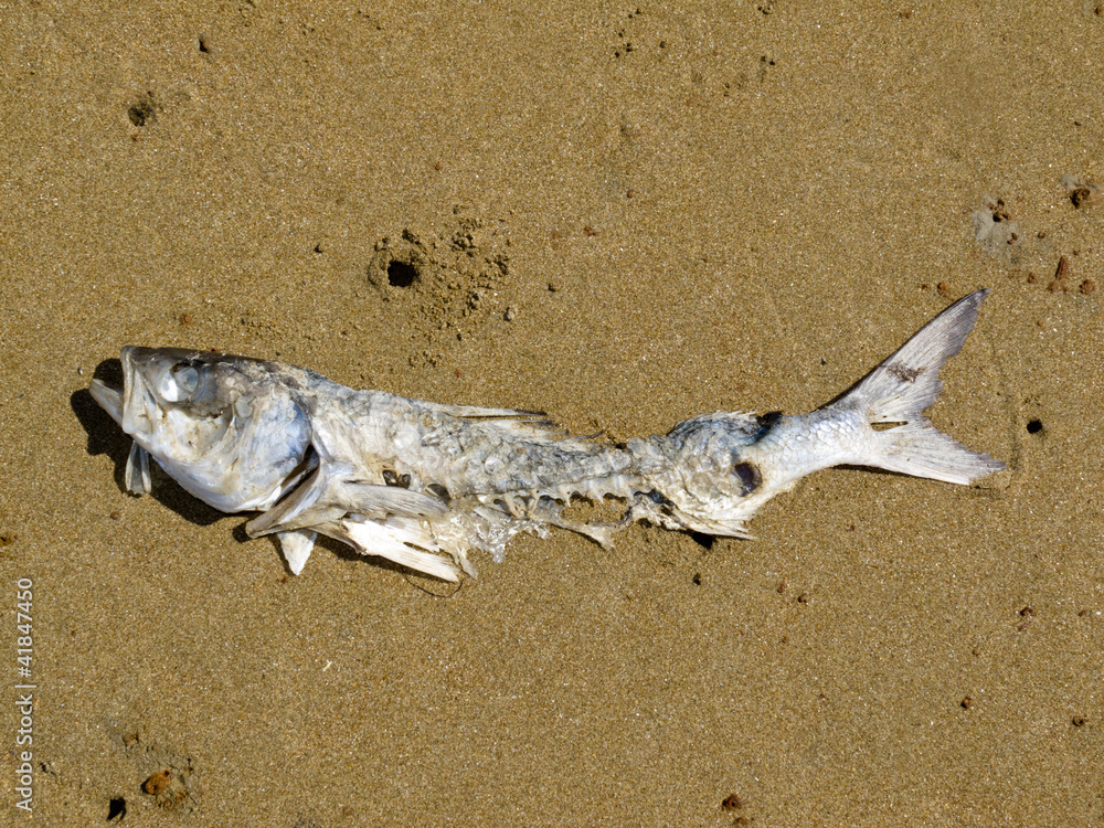 Decomposing dead fish carcass washed ashore Decomposing dead fish carcass washed ashore