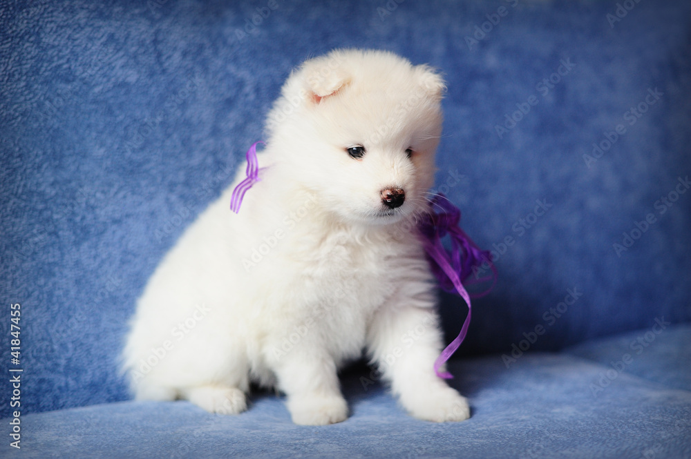 Cutest Samoyed (or Bjelkier) puppy with a purple ribbon