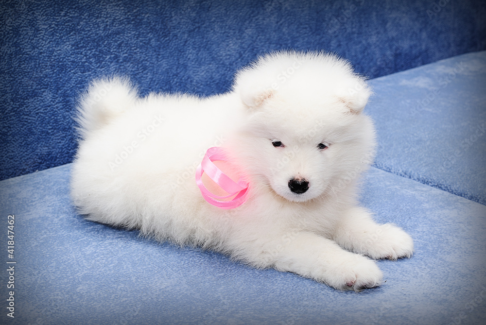 Fluffy white puppy of Samoyed dog (also known as Bjelkier)