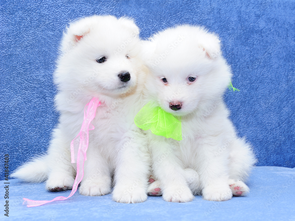Cute fumbling puppies of Samoyed dog (or Bjelkier)