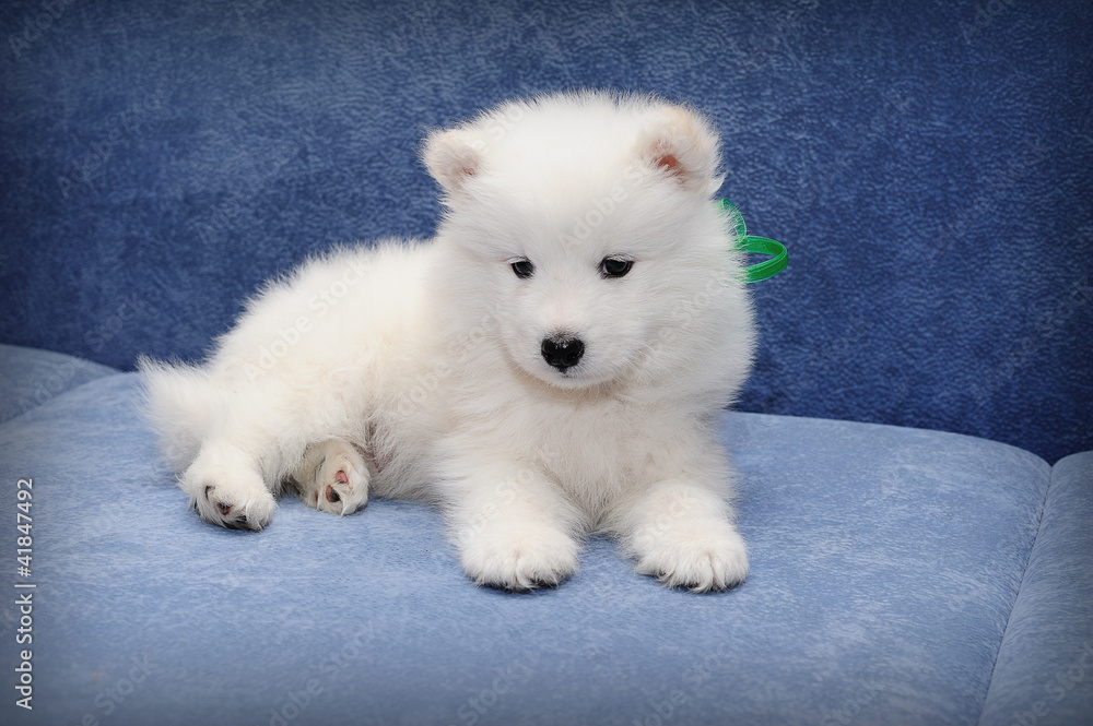 Funny puppy of Samoyed dog (or Bjelkier) Funny puppy of Samoyed dog (or Bjelkier)