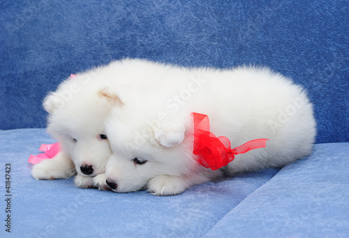 Funny puppies of Samoyed dog (or Bjelkier) sniffing something