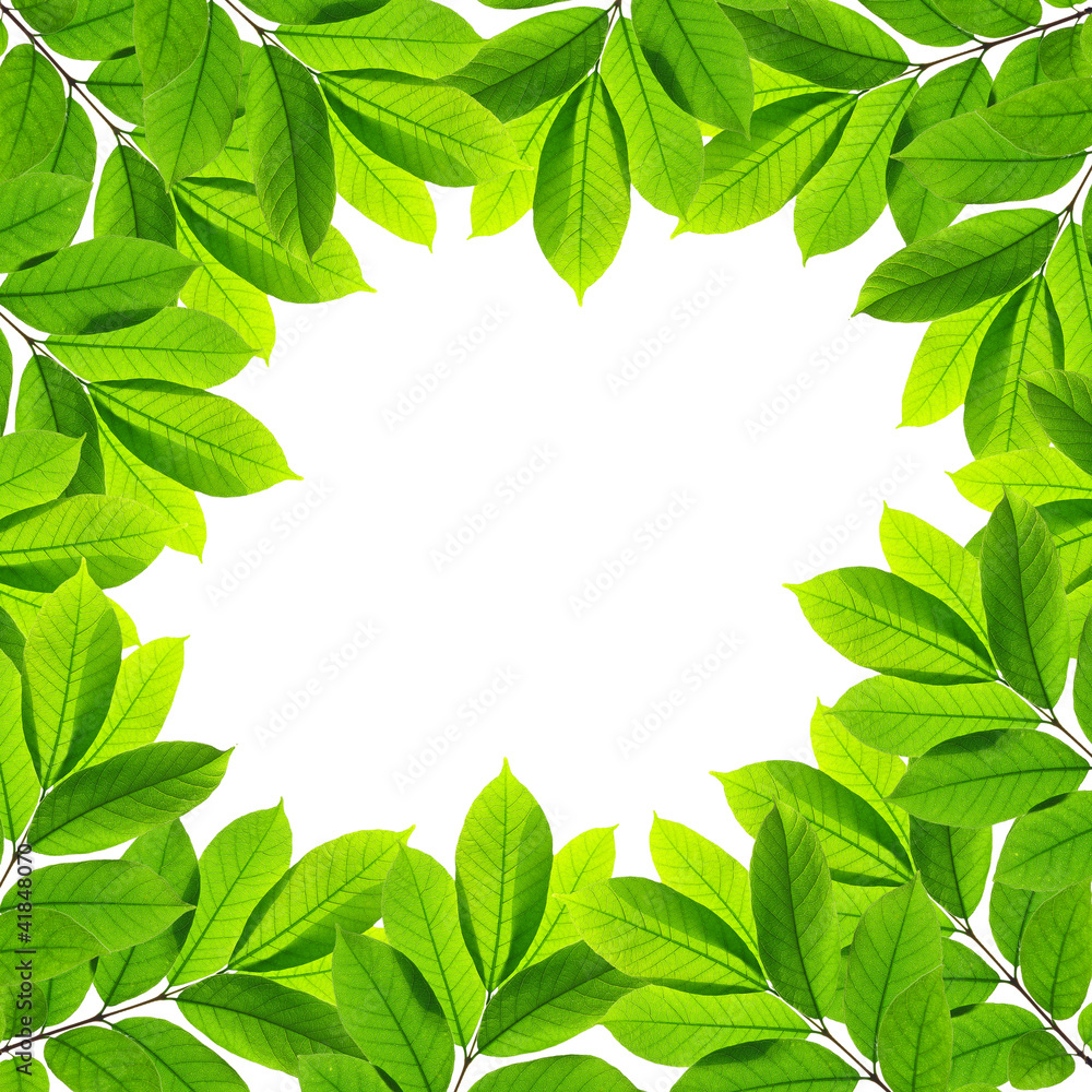 Green leaves on white background , Frame Green leaves on white background , Frame