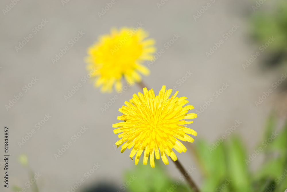 Two yellow flowers of a dandelion Two yellow flowers of a dandelion