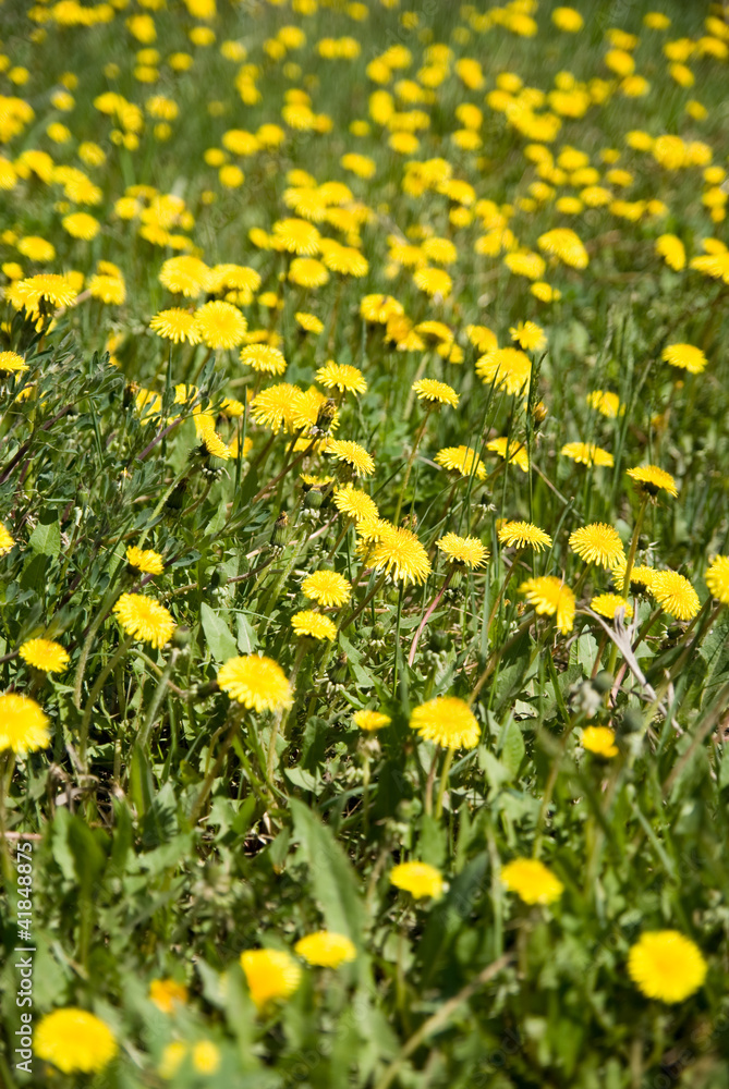 Field of dandelions